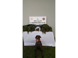 Ordu’da kaçak sigaraya aman yok