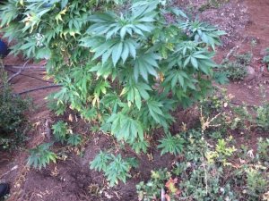 Hatay’da 60 kök Hint keneviri ele geçirildi