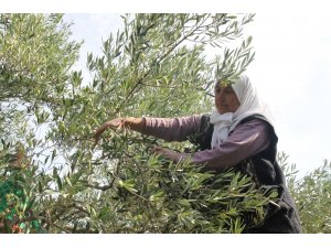 Zeytin ve zeytinyağı ihracatçıları kendileri ve üreticilere verilen desteklerin arttırılmasını istedi