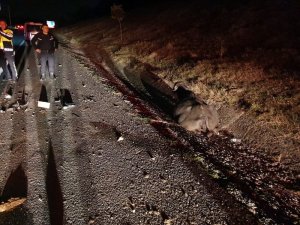 Minibüs büyükbaş hayvanlara çarptı