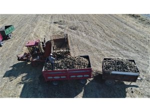 Bin 145 çiftçinin ektiği pancarda verim yüz güldürdü