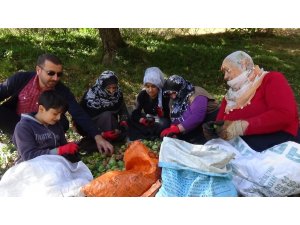 Muş’ta ceviz hasadına başlandı