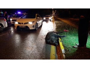 Şehir merkezine inen domuz kazaya neden oldu