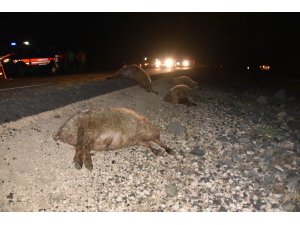 Otomobil koyun sürüsüne daldı: 40 koyun telef oldu