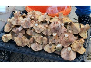 Çıntar sezonu 20 TL’den açıldı