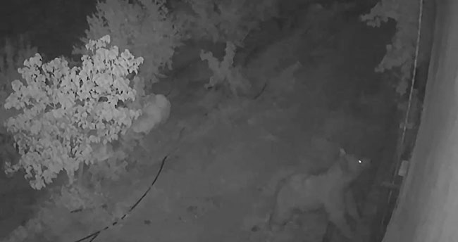 Boz ayı evin balkonuna çıktı