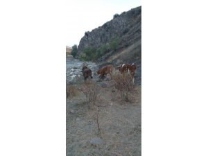 Kaybolan inekleri Jandarma buldu