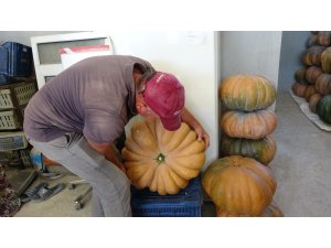 Adı tatlı, fiyatı acı bal kabağı