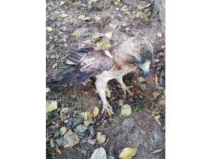Yaralı yavru kartal tedavi altına alındı