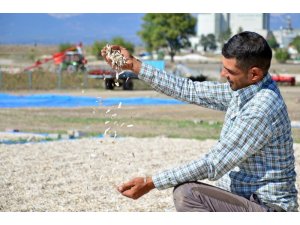 16 bin ton çerezlik ayçiçeğinden 150 milyon TL’lik gelir bekleniyor