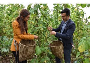 Kaymakam çift çoban fasulyesi hasadını başlattı