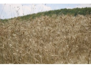 Meyve, sebze ve tohumun üretim adresi Samsun