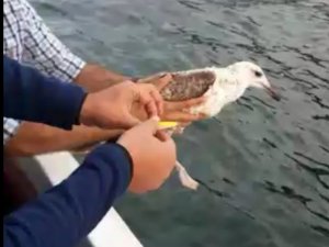 Ayağına kanca takılan martıyı balığa çıkan polisler kurtardı