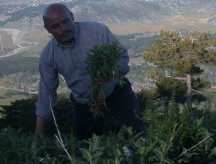 Doğadan toplanan otlar sofraların vazgeçilmezi