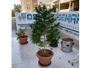 Çiçek saksısında Hint keneviri yetiştirdi