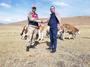 Çalınan 20 büyükbaş hayvandan 13’ü bulundu