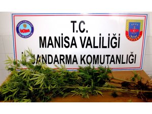 Devriye gezen ekipler Hint keneviri buldu