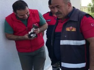 Yavru kedi sıkıştığı yerden 2 gün sonra kurtarıldı