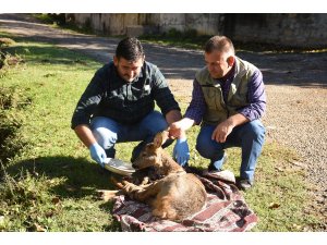 Köpeklerin saldırdığı karacayı köylü çift kurtardı