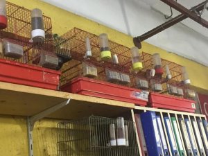 Koruma altındaki kuşları kafeste besleyen şahsa 13 bin 390 TL ceza