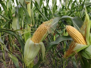 Mısırda yüksek rekolte sevinci