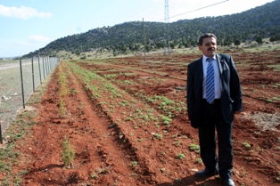 Gölkaya Belde Belediyesi üzüm fidanı ekti