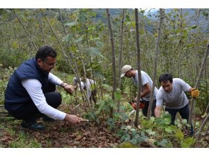 Fındık bahçelerinde bakım ve budama dönemi