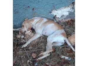 Sokak köpeğini işkenceyle öldürdüler