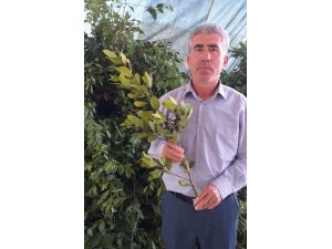 Ödemiş’te defne yaprağı çok, işletmesi yok