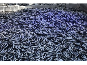 Karadeniz’de hamsi bolluğu