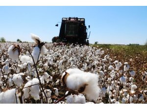 Beyaz altın fiyatı 3.80 TL olarak belirlendi