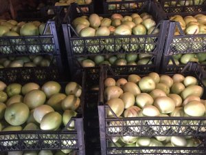 Bozkır'da pepino hasadı