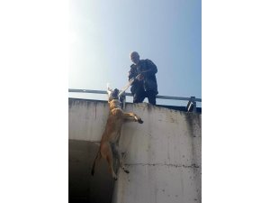 Köpeği boynundan köprüye astı