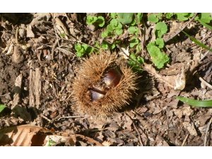 Bu kestane kapış kapış gidiyor