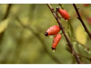 Dağlardan gelen şifa kaynağı: Kuşburnu