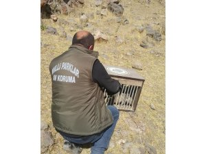 Tedavileri tamamlanan 12 keklik doğaya bırakıldı