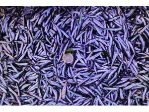 Hamsi fiyatlarındaki oynaklık Borsa İstanbul’u aratmıyor