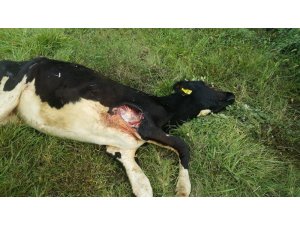Başıboş köpeklerin saldırısına uğrayan buzağı telef oldu