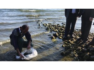 İznik Gölü'ne 6 bin yayın balığı bırakıldı