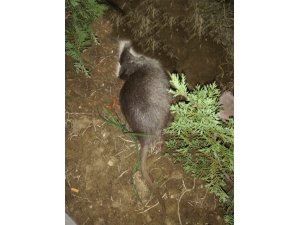 Tekirdağ’da su maymunu gören vatandaş hem korktu hem şaşırdı