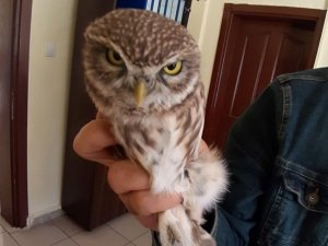 Yaralı Baykuş tedavi altına alındı