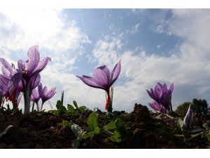 Safran üreticisinin yüzünü güldürdü