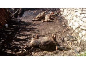 Tunceli’de 2 ev yandı, çok sayıda hayvan da telef oldu