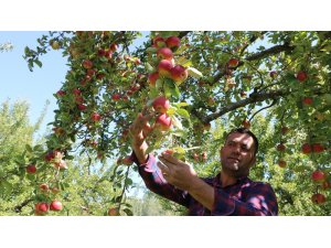 Niğde’de elma hasadı yapılıyor