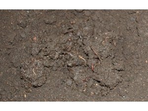 Organik solucana talep olmayınca solucanlar elde kaldı