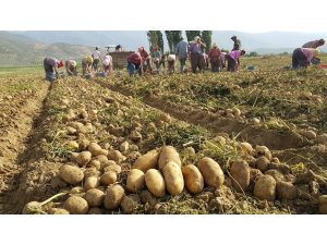 Patates üreticisinde 1,5 lira beklentisi