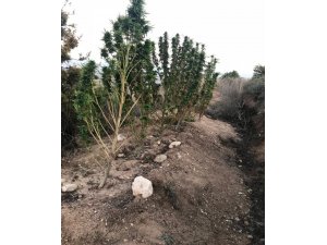 Kurumaya bıraktıkları Hint kenevirini jandarma ele geçirdi