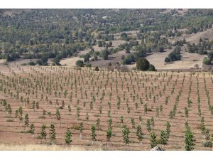 Erzincan’da ceviz üretimi her geçen gün artıyor