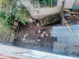 Mahalleye giren köpek 75 tavuk, 10 hindiyi telef etti