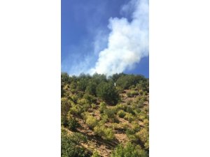 Gaziantep’te orman yangını